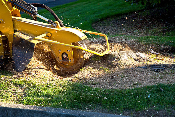 Professional Tree Services in Riverdale, NJ