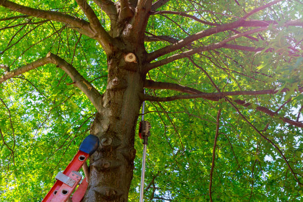 How Our Tree Care Process Works  in  Riverdale, NJ